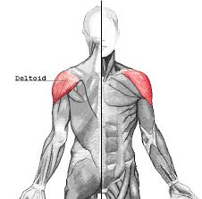 <p>origin: acromion and spine of the scapula and clavicle</p><p>insertion: deltoid tuberosity of humerus</p>