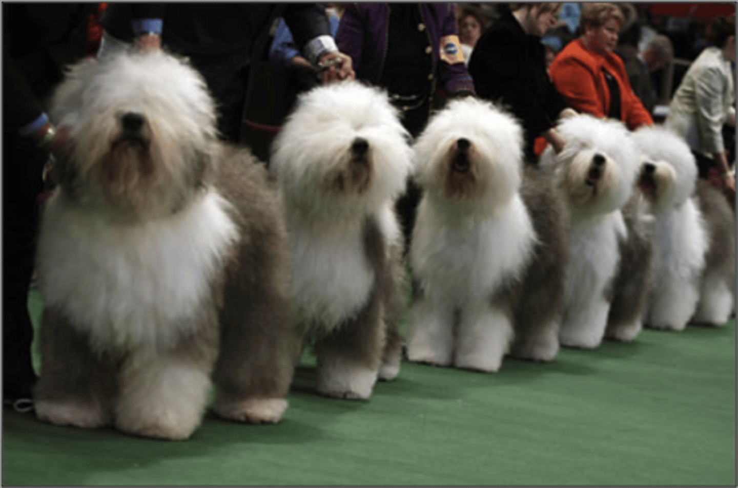 <p>Continued breeding of individuals with similar characteristics</p>