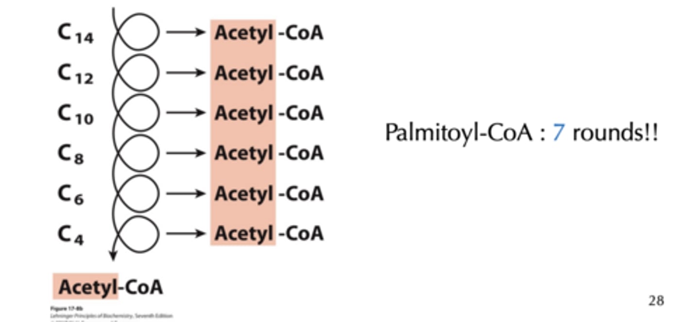 <p>Palmitoyl-CoA (C16) + 7 CoA + 7 FAD + 7 NAD+ + 7 H20 -> 8 Acetyl-CoA + 7 FADH2 + 7 NADH + 7 H+</p>