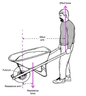 <ul><li><p>resistance in middle</p></li><li><p>FRE</p></li><li><p>ex.: man holding a wheel barrow</p><ul><li><p>Fulcrum: wheel</p></li><li><p>resistance force: wheel barrow</p><ul><li><p>Res. arm: just from fulcrum to res. force (barrow)</p></li></ul></li><li><p>effort force: muscular force of body pulling it up (res. pulling it down)</p><ul><li><p>effort arm: from fulcrum to effort force)</p></li></ul></li></ul></li></ul>