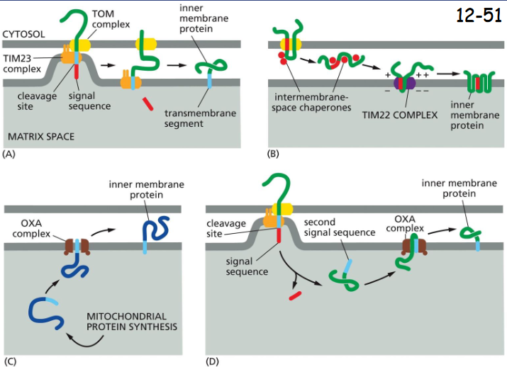 <p>(A) A hydrophobic transmembrane segment binds to TOM and then TIM23 which puts it across the membrane</p><p>(B) Binding of the proteins to the chaperones guides to TIM22 complex, which then insert the multipass inner membrane proteins.</p><p>(C) The protein is first made in the matrix space, and a signal then directs it to the inner membrane through OXA complex.</p><p>(D) Nuclear-encoded proteins translocate into the matrix space via the TOM and TIM23 complexes. Cleavage of the signal sequence unmasks an adjacent hydrophobic signal sequence at the new N- terminus. It is inserted to the inner membrane visa OXA complex</p>