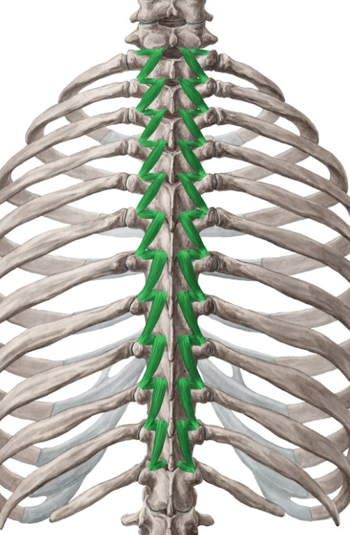 <p>Rotatores insertion</p>