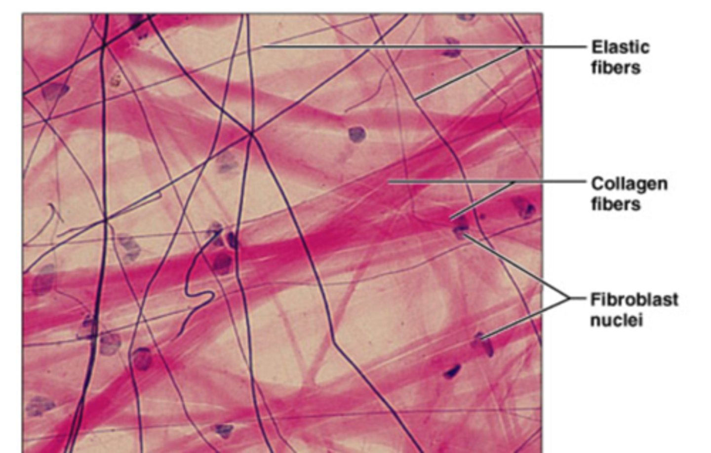 <p>Description: Many different cell types in a gel-like matrix with protein fibers.</p><p>Function: Protection against disease; holds and conveys tissue fluid; wraps and cushions organs.</p><p>Location: Widely distributed under the basement membrane that is attached to epithelium; forms lamina propria of mucous membranes; surrounds capillaries and body organs.</p>