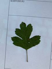 Crataegus laevigata