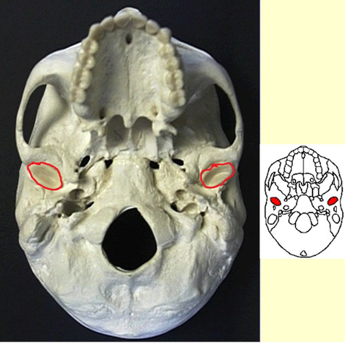 knowt flashcard image