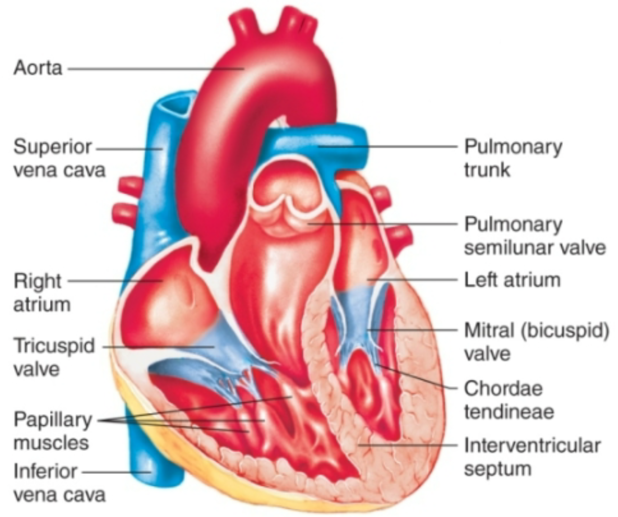 <ol><li><p>Located between ventricles and arteries leaving heart</p></li><li><p><strong>Pulmonary valve</strong></p><ol><li><p>Between right ventricle and pulmonary artery</p></li></ol></li><li><p><strong>Aortic valve</strong></p><ol><li><p>Between left ventricle and aorta</p></li></ol></li><li><p>At exit from ventricles</p></li></ol>