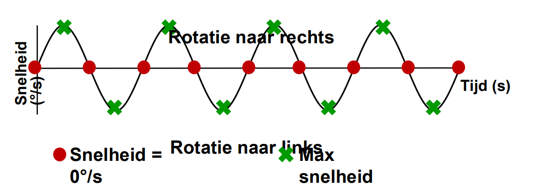 <p>Angulaire acceleratie ≠ 0 °/s² => constante verandering in snelheid</p><p>Hoe ziet de stimulus er uit?</p><p>Evorgaan mag enkel door veranderingen/versnellingen tov zwaartekracht geprikkeld worden</p><p>Rechts= boven, links=beneden</p><p>functie=beweging stoel</p><p></p>