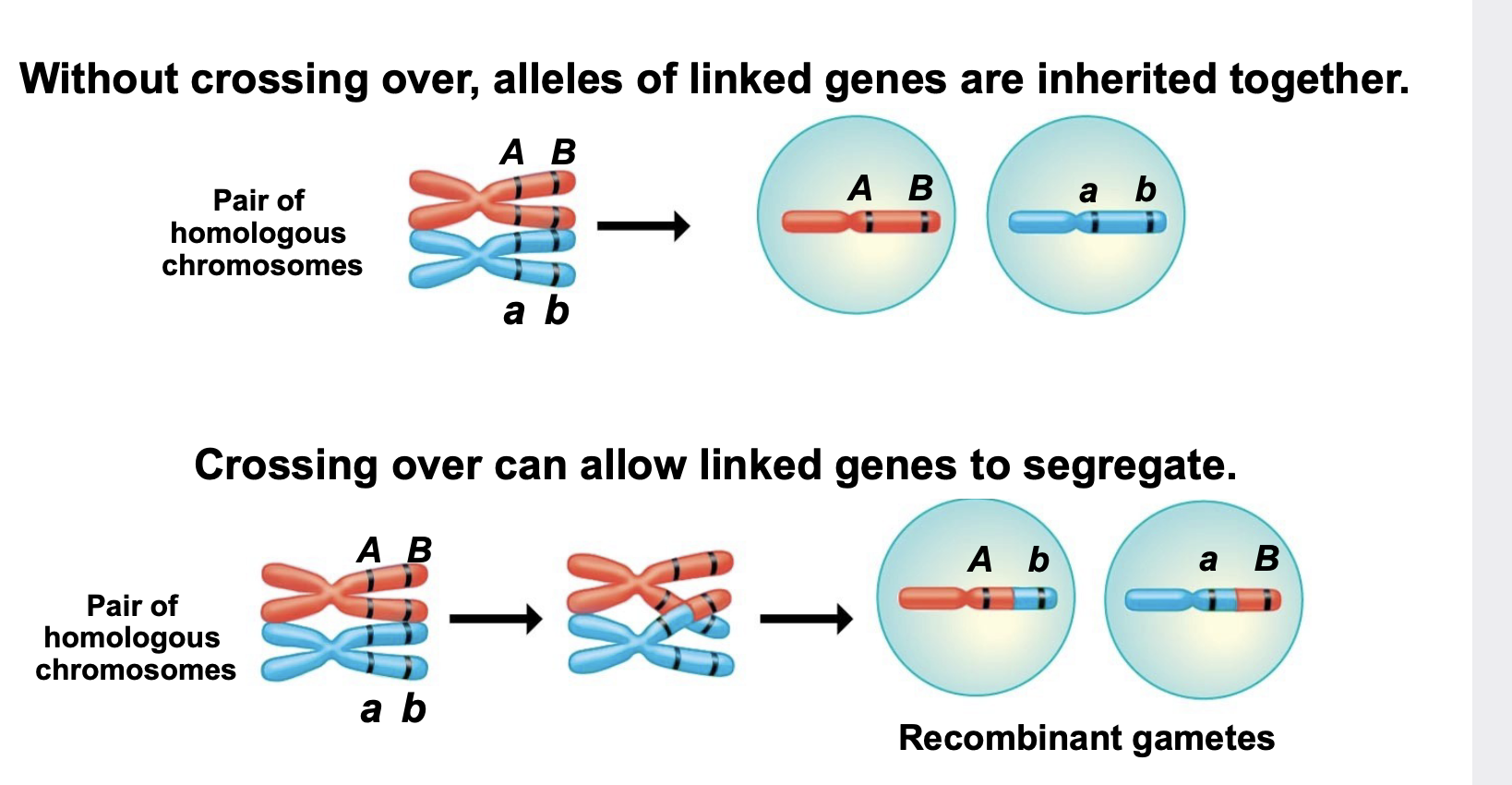 <p>.located on the same chromosome and therefore tend to be inherited together and are thus exceptions to Mendel’s law of independent assortment</p><p>.Crossing over can allow occasional segregation of linked genes</p><p>.For example, the A and B genes are linked (located on the same chromosome). Therefore the alleles of the genes on the same chromosome will stay together (will not segregate) during gamete formation unless crossing over occurs to produce recombinants. Without crossing over, alleles of linked genes are inherited together. Crossing over can allow linked genes to segregate.</p>