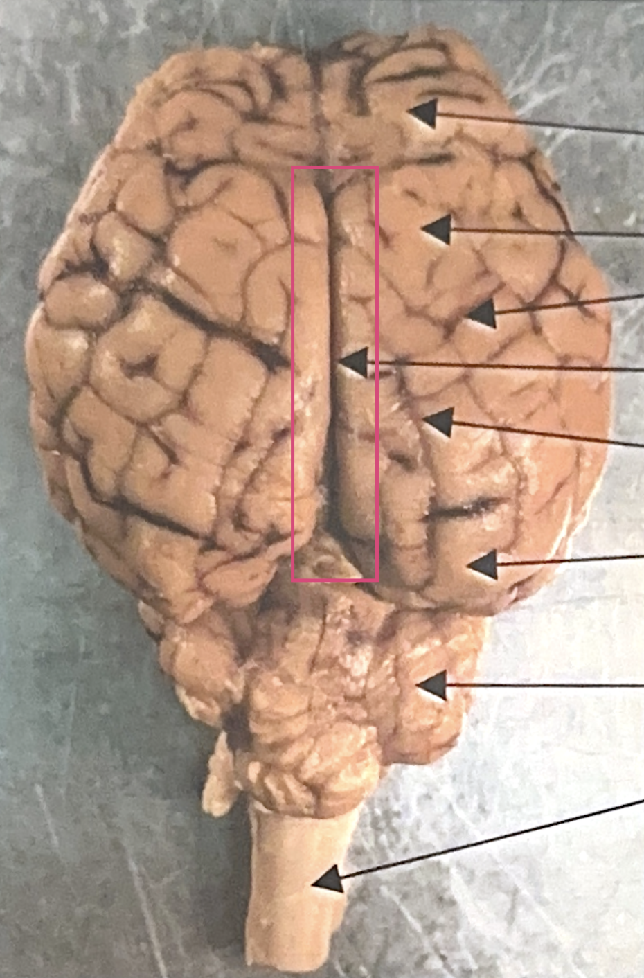 <p>What is this highlighted figure?</p>