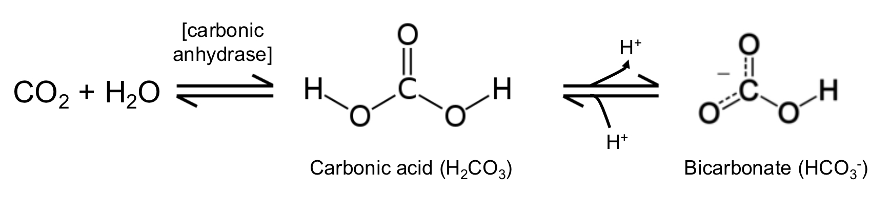 <p>derived from carbon dioxide via the carbon anhydrase reaction &amp; functions both as a potential proton-absorbing buffer compound &amp; as a source of carbon for metabolic carboxylation reactions</p>