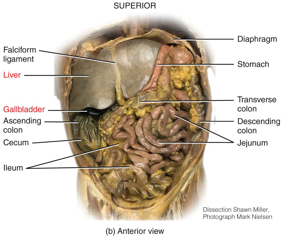 <p>organs of the digestive system 2 photos</p>