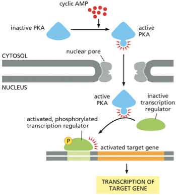 <ul><li><p><strong>PKA Activation in the Cytosol:</strong> The process begins when the concentration of the second messenger, <strong>cyclic AMP (cAMP)</strong>, rises in the cytosol. These cAMP molecules bind to and activate <strong>Protein Kinase A (PKA)</strong>.</p></li><li><p><strong>Nuclear Entry:</strong> Once activated, PKA can travel from the cytosol into the nucleus through the <strong>nuclear pores</strong>.</p></li><li><p><strong>Activating a Transcription Regulator:</strong> Inside the nucleus, the active PKA finds an <strong>inactive transcription regulator</strong> (also known as a transcription factor). PKA activates this regulator by adding a phosphate group to it (<strong>phosphorylation</strong>).</p></li><li><p><strong>Gene Activation:</strong> The newly activated and phosphorylated transcription regulator binds to a specific control region on the DNA, which activates a <strong>target gene</strong>.</p></li><li><p><strong>Transcription:</strong> This binding initiates the <strong>transcription of the target gene</strong>, where the cell's machinery reads the gene and creates a messenger RNA (mRNA) copy. This mRNA will later be used to synthesize a new protein, thus changing the cell's function.</p><p></p></li></ul><p></p>