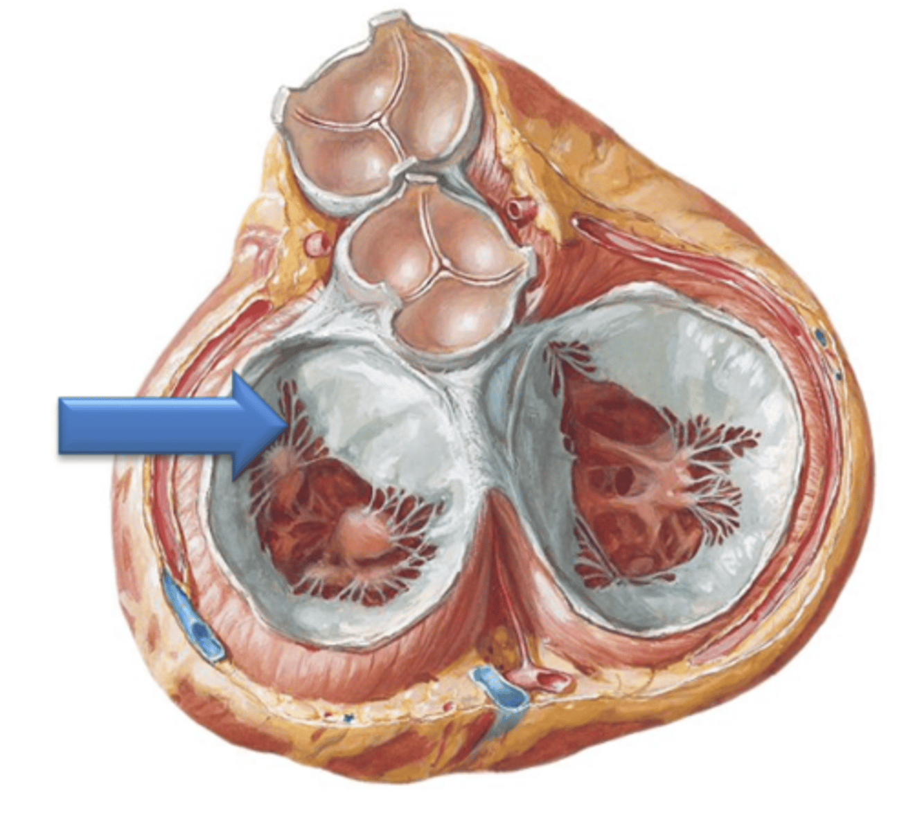 <p>The left atrioventricular opening is guarded by what?</p>