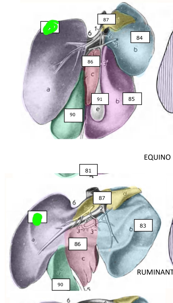 <p>Carnívoro suíno e equino</p>