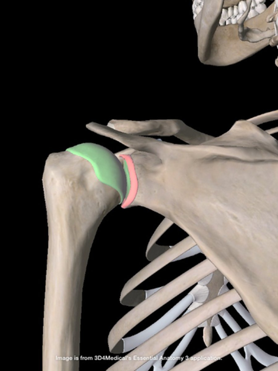 <p>articulation between the glenoid fossa of the scapula and the head of the humerus</p>