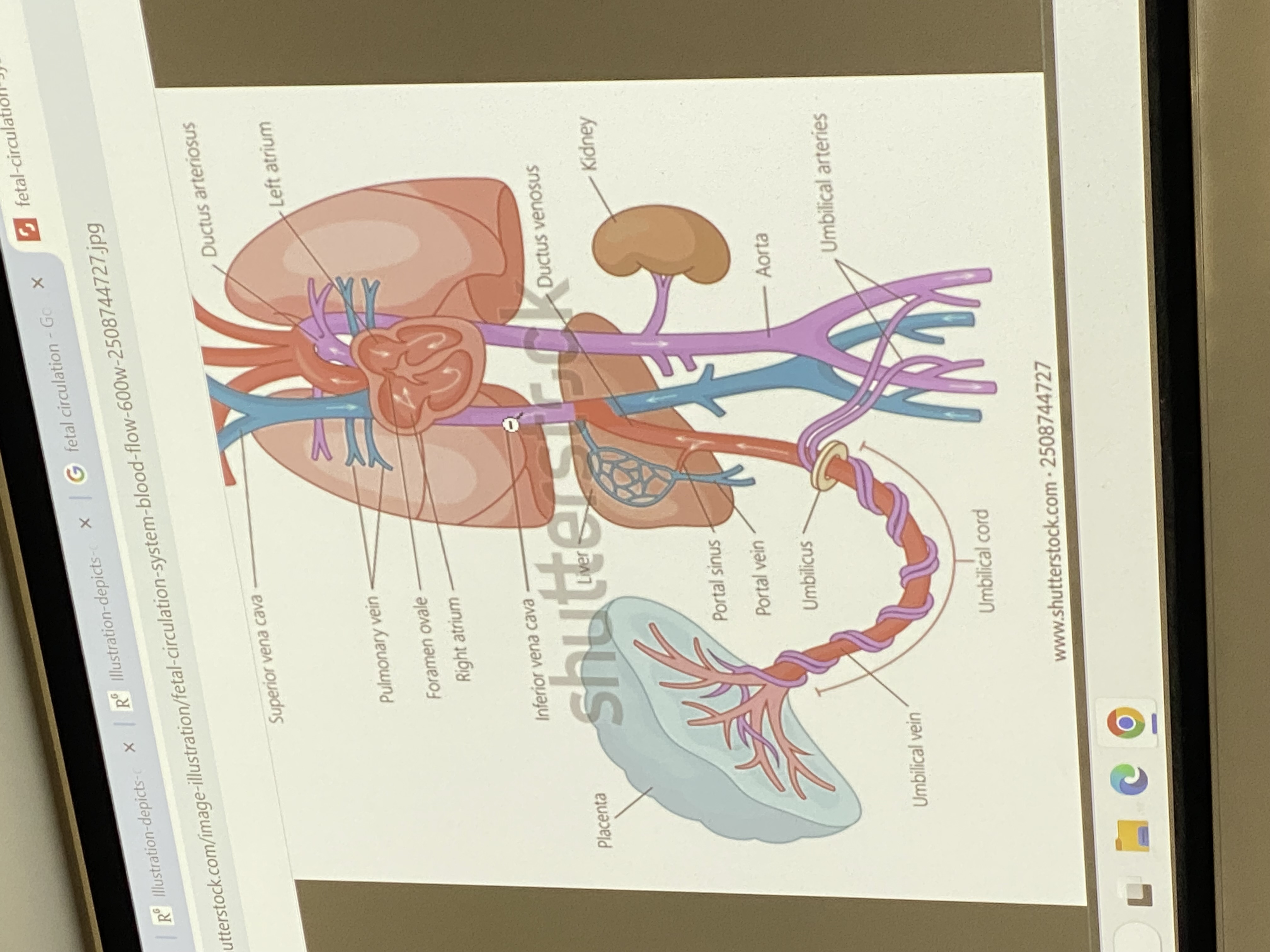<p>overview of fetal circulation</p>