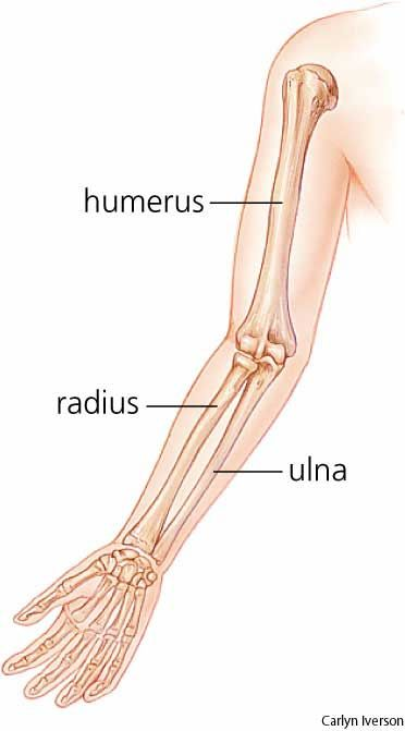 <p>Allows the forearm to rotate (pronate/supinate).</p><p></p>