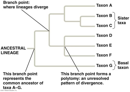 Diagram that depicts the lines of evolutionary descent of different species, organisms, or genes from a common ancestor.