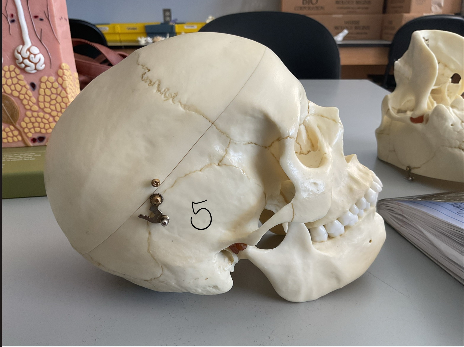 <p>5</p>