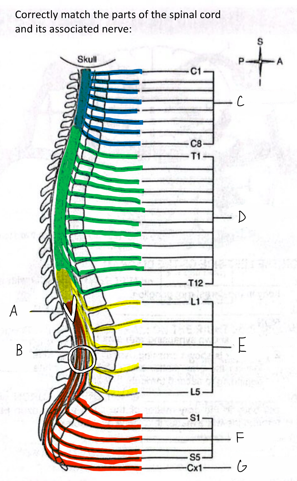 <p>What anatomical structure is labeled <strong>G</strong> in the diagram?</p>