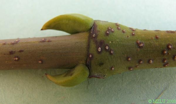<p><strong><em>Staphylea pinnata</em></strong></p><p>Pupeny <strong>vstřícné,</strong> matně zelené s&nbsp;fialovým nádechem, s&nbsp;jednou&nbsp;kýlnatou šupinou.</p><p class="Norml-Skripta" style="text-align: justify">Letorosty olivově zelené, lysé, s&nbsp;párovými koncovými pupeny.</p>