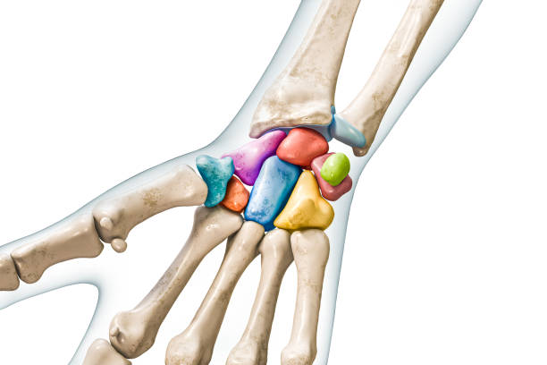 <p>Identify the bone.</p>