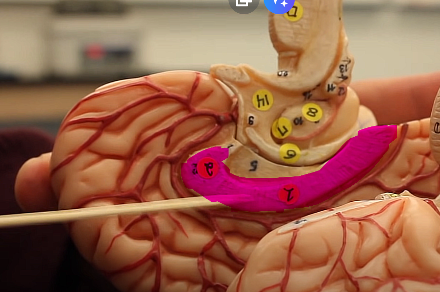 <p>brain organization pg.~434</p><p>what is this structure</p>