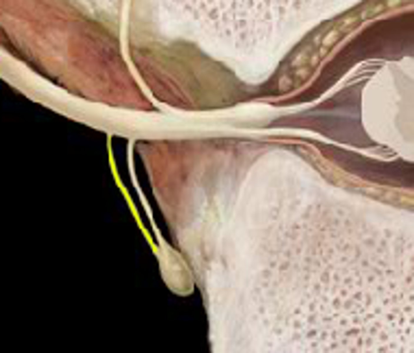 <p>Carries visceral motor fibers to sympathetic ganglion of autonomic nervous system (preganglionic fibers)</p><p>more lateral</p>