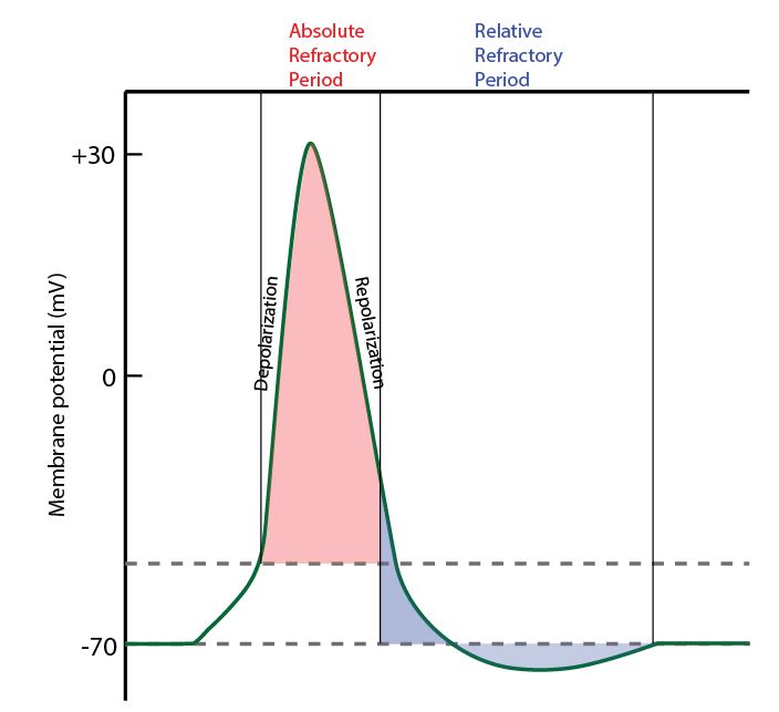 <p><span>a temporary state of unresponsiveness that occurs after a cell or tissue has been stimulated</span></p><ul><li><p>Absolute (~1ms) —> no AP possible </p></li><li><p>Relative (2-4ms) —> strong stimulus required </p></li></ul><p></p>
