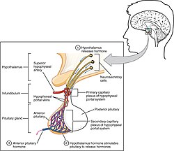 <p>What are some hormones produced by the Posterior Pituitary gland?</p>