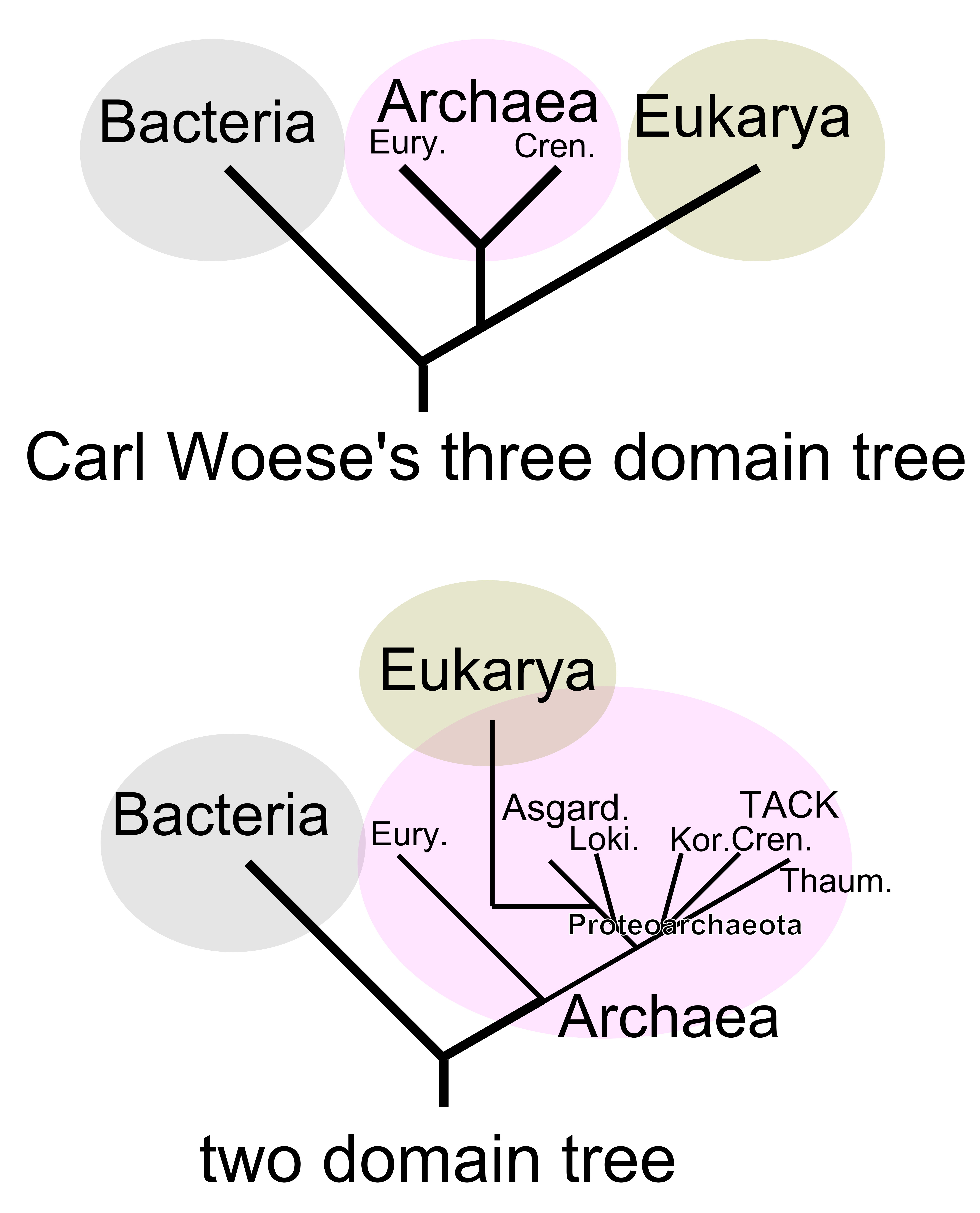 <ul><li><p>the two domains are bacteria and archaea</p></li><li><p>eukaryotes are a subgroup of archaea, are sister to some (but not all) archaea</p></li></ul><p></p>