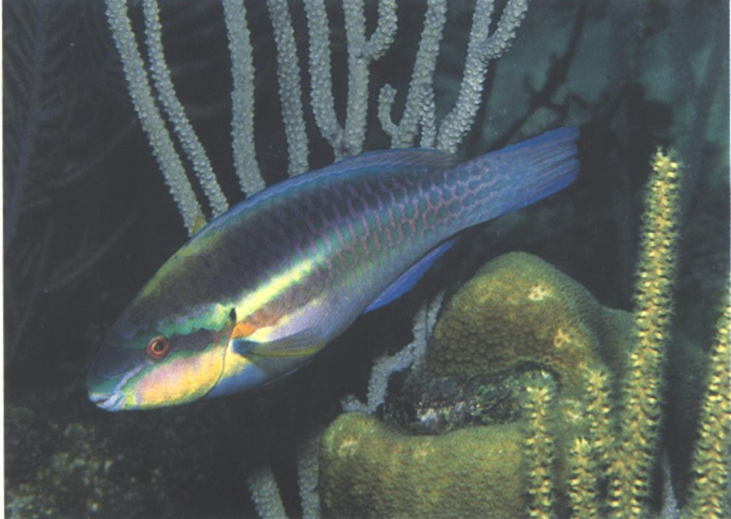 term image