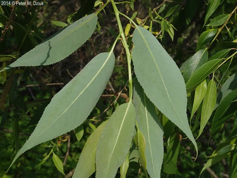 <p>Which tree do these leaves belong to? </p>