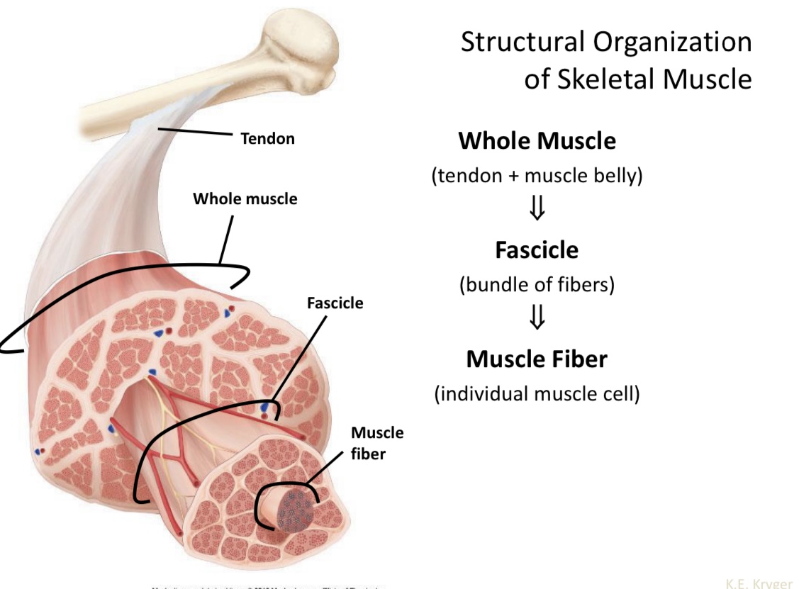<p>Fascicle</p>