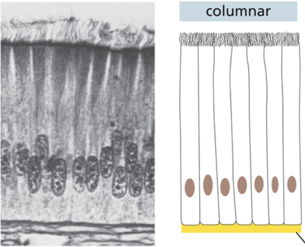<ul><li><p><span style="background-color: transparent;"><span>Cells are attached to each other along the vertical axis</span></span></p></li></ul><ul><li><p><span style="background-color: transparent;"><span>Individual cells are long, vertical and skinny</span></span></p></li></ul><p></p>
