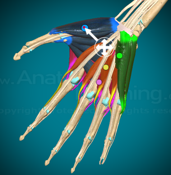 <p>What is this muscle and where is it found?</p>