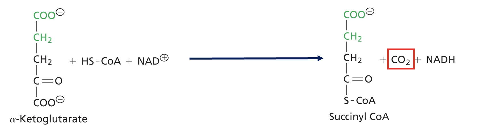 <p>a-Ketoglutarate converted to Succinyl CoA</p><p>Enzyme: a-Ketoglutarate dehydrogenase complex</p>