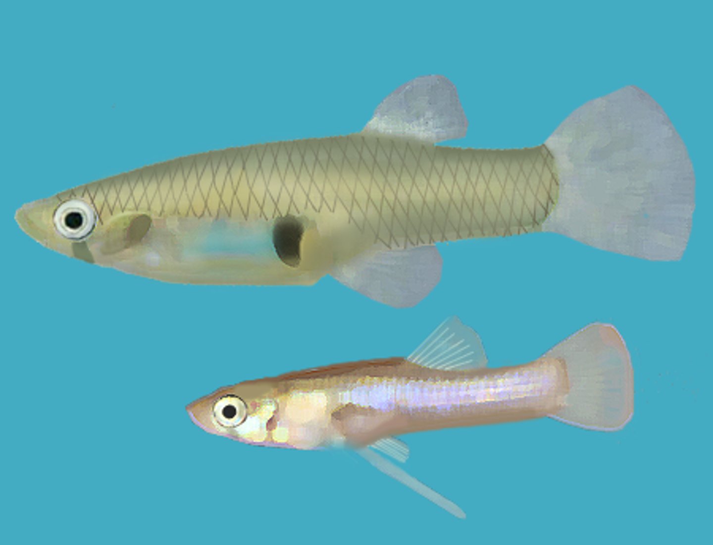 <p>Adapted for variable conditions</p><p>Live-bearers, mosquitofish</p>