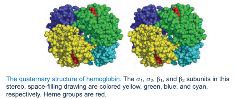 <p>A multimeric protein may consist of identical or non-identical polypeptide chains, called</p>