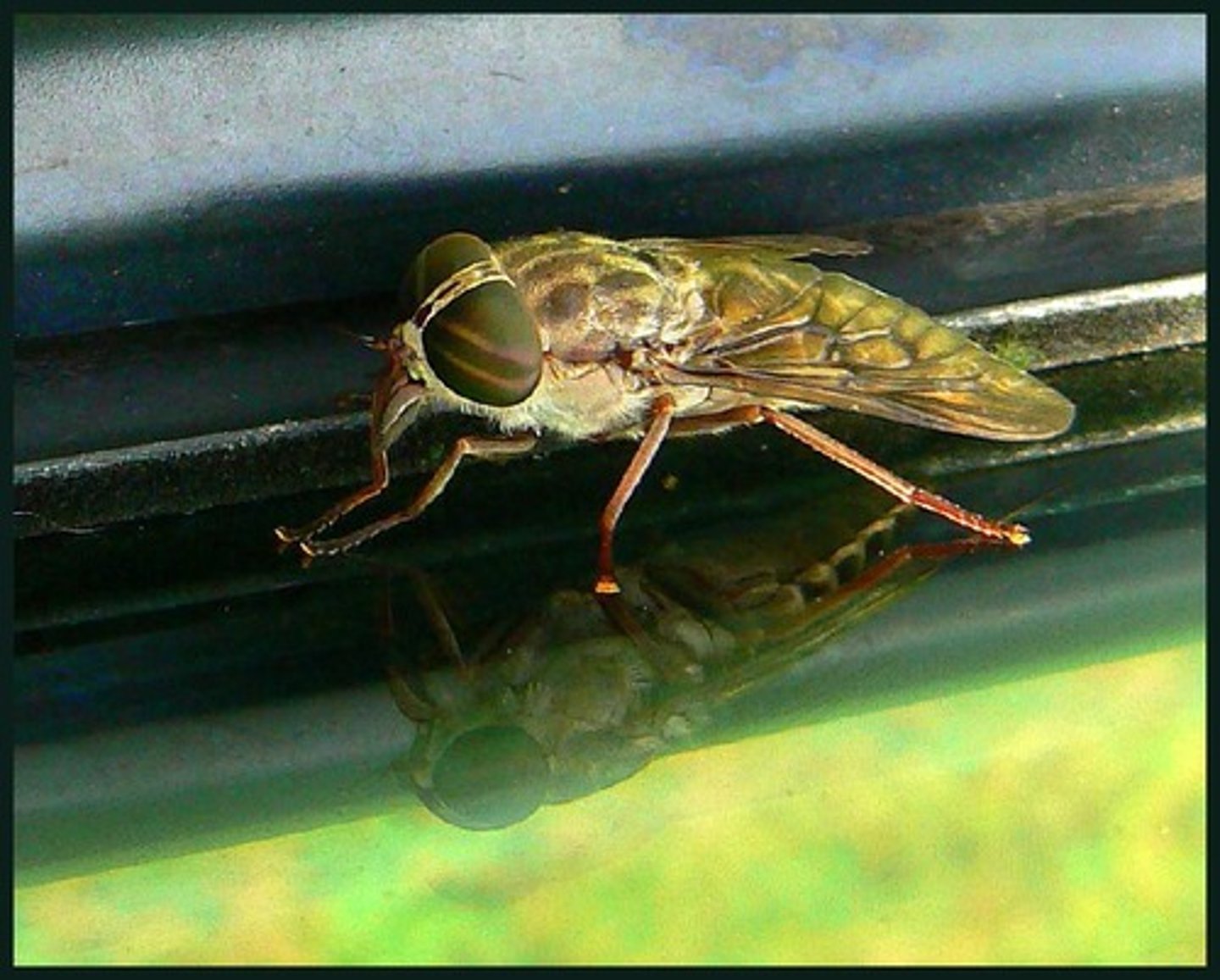 <p>Identify the sex.</p>
