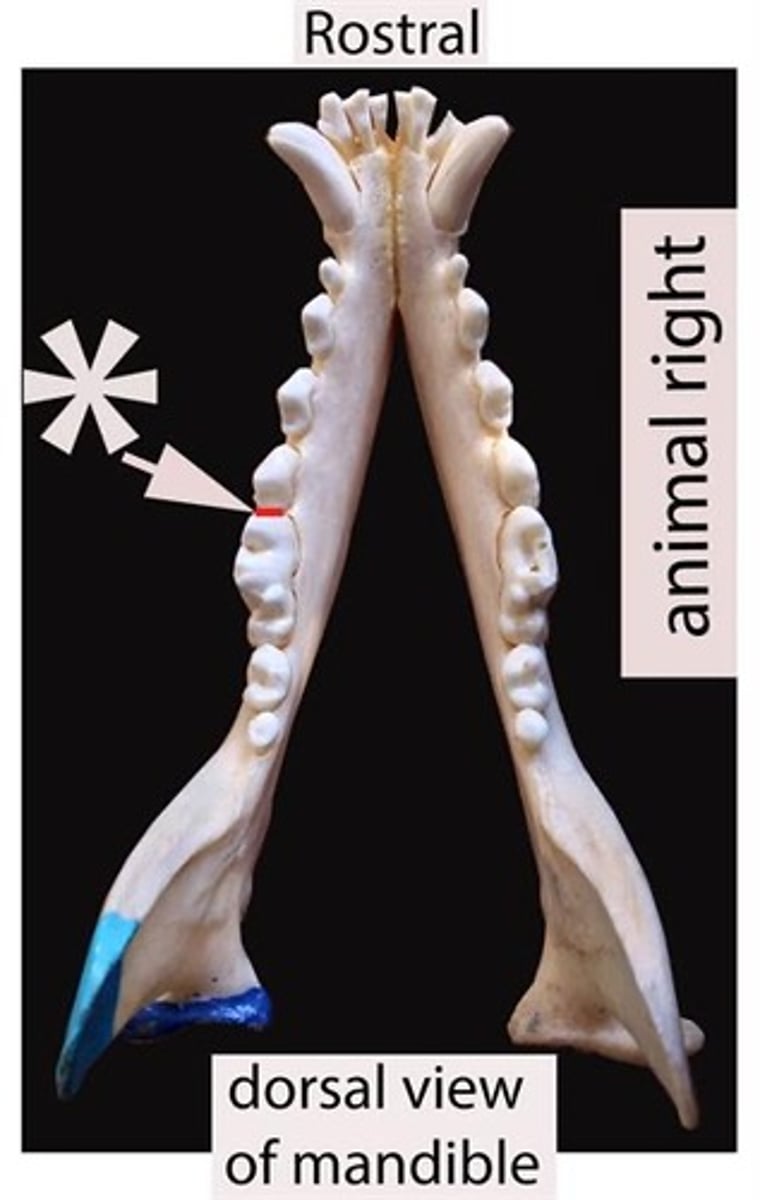 <p>On the first molar, identify the surface the red line being pointed to by an arrow represents.</p>