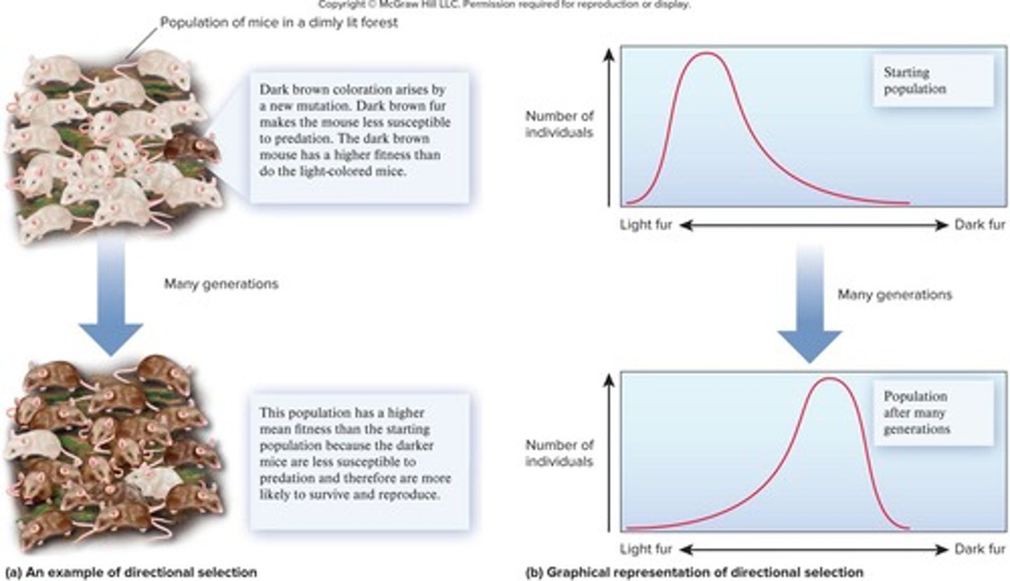 <p>The process through which populations become better suited to their environments.</p>