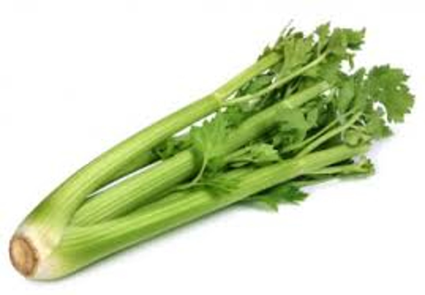 <p>celery</p>