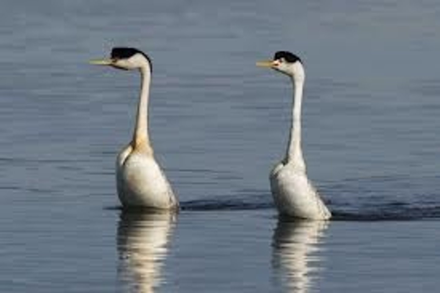 <p>If two competitors are ~, they are level with each other and have an equal chance of winning.</p>