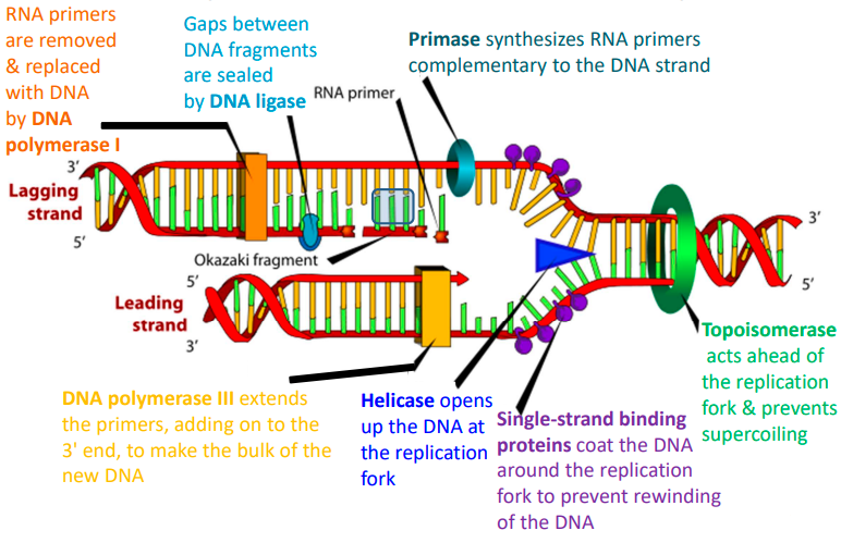 <p>an enzyme that seals gaps between adjacent (close) okazaki fragments on the laggin strand.</p>