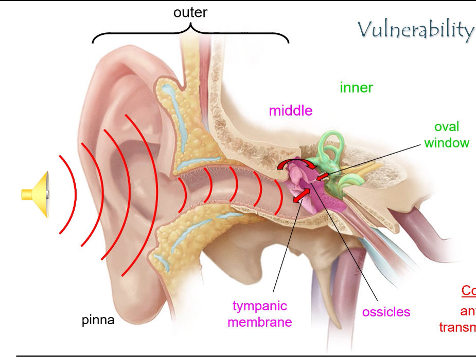 <p></p><p><strong>Cochlea</strong></p><ul><li><p>Spiral-shaped part of the inner ear</p></li><li><p>Does hearing</p></li><li><p>Turns sound vibrations into nerve signals</p></li></ul><p></p><p><strong>Oval window</strong></p><ul><li><p>Where sound enters the cochlea</p></li><li><p>Vibrates when the stapes pushes on it</p></li><li><p>Starts fluid movement inside the cochlea</p></li></ul><p></p><p><strong>Round window</strong></p><ul><li><p>Pressure release</p></li><li><p>Moves so the inner-ear fluid can vibrate properly</p></li></ul><p></p><p><strong>Perilymph</strong></p><ul><li><p>Fluid in the outer chambers of the cochlea</p></li><li><p>Low K⁺, high Na⁺</p></li><li><p>Carries sound vibrations through the cochlea</p></li></ul><p></p><p><strong>Cochlear duct (scala media)</strong></p><ul><li><p>Middle chamber of the cochlea</p></li><li><p>Contains endolymph</p></li><li><p>Holds the organ of Corti</p></li></ul><p></p><p><strong>Endolymph</strong></p><ul><li><p>Fluid around the stereocilia</p></li><li><p>High K⁺</p></li><li><p>Allows K⁺ to enter hair cells when they move</p></li></ul><p></p><p><strong>Organ of Corti</strong></p><ul><li><p>Where sound is detected</p></li><li><p>Sits on the basilar membrane</p></li><li><p>Contains hair cells</p></li></ul><p></p><p><strong>Hair cells</strong></p><ul><li><p>Sensory cells for hearing</p></li><li><p>Movement → electrical signal</p></li><li><p>Release glutamate to the auditory</p></li></ul><p></p><p>Stereo-cilia</p><ul><li><p>Hair-like projections on hair cells</p></li><li><p>Bend with sound-induced movement</p></li><li><p>Control K⁺ channel opening</p></li></ul><p></p><p><strong>Basilar membrane</strong></p><ul><li><p>Vibrates with sound</p></li><li><p>Different areas respond to different frequencies</p></li></ul><p></p><p></p><p><strong>Auditory (cochlear) nerve</strong></p><ul><li><p>Carries signals to the brain</p></li><li><p>Brain interprets them as sound</p></li></ul><p></p><p>Flowchart</p><ul><li><p>Sound waves enter the ear canal</p></li><li><p>Sound hits the tympanic membrane (eardrum) → it vibrates</p></li><li><p>Vibrations pass through the ossicles(3 small bones) (malleus → incus → stapes)</p></li><li><p>Stapes pushes on the oval window</p></li><li><p>This creates fluid waves in the cochlea (perilymph)</p></li><li><p>Fluid movement causes the basilar membrane to vibrate</p></li><li><p>This bends stereocilia on hair cells in the organ of Corti(in cochlear duct)</p></li><li><p>Bending opens mechanically gated K⁺ channels</p></li><li><p>K⁺ enters from endolymph → hair cell depolarises</p></li><li><p>Depolarisation opens Ca²⁺ channels at the base</p></li><li><p>Glutamate is released onto the auditory nerve fibre</p></li><li><p>Auditory (cochlear) nerve carries the signal to the brain</p></li></ul><p></p>