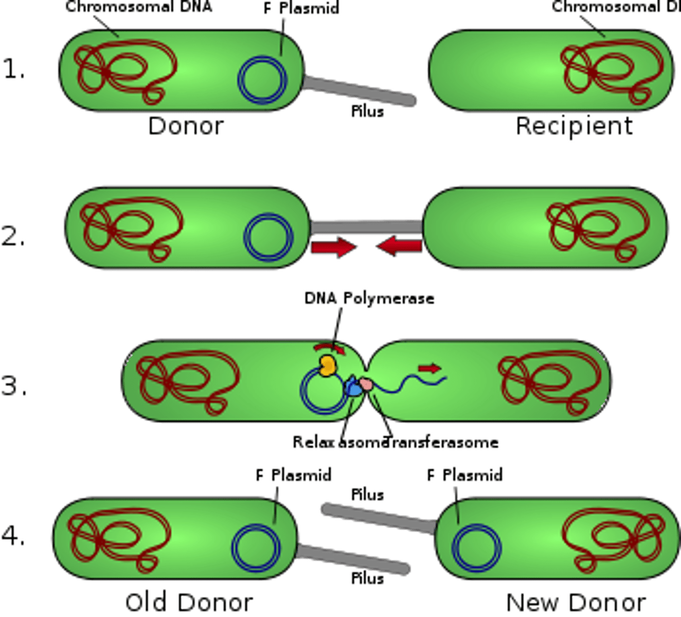 <p>In bacteria, the direct transfer of DNA between two cells that are temporarily joined.</p>