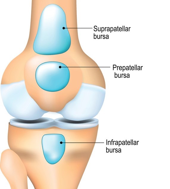 a synovial bag of fluid between tendons and joints to reduce friction
