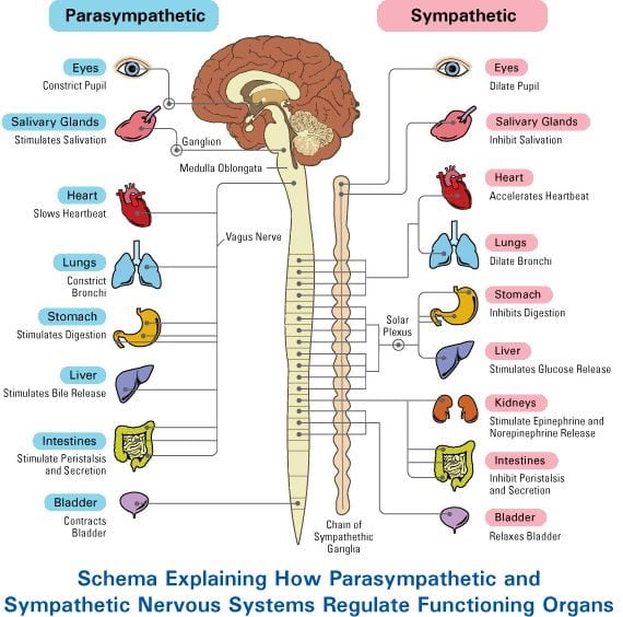 <p>Parasympathetic: rest and digest - normal</p><p>Sympathetic: flight or fight</p><p></p><p>(No need to know kidney in sympathetic, but add adrenal glands- releases adrenaline)</p>