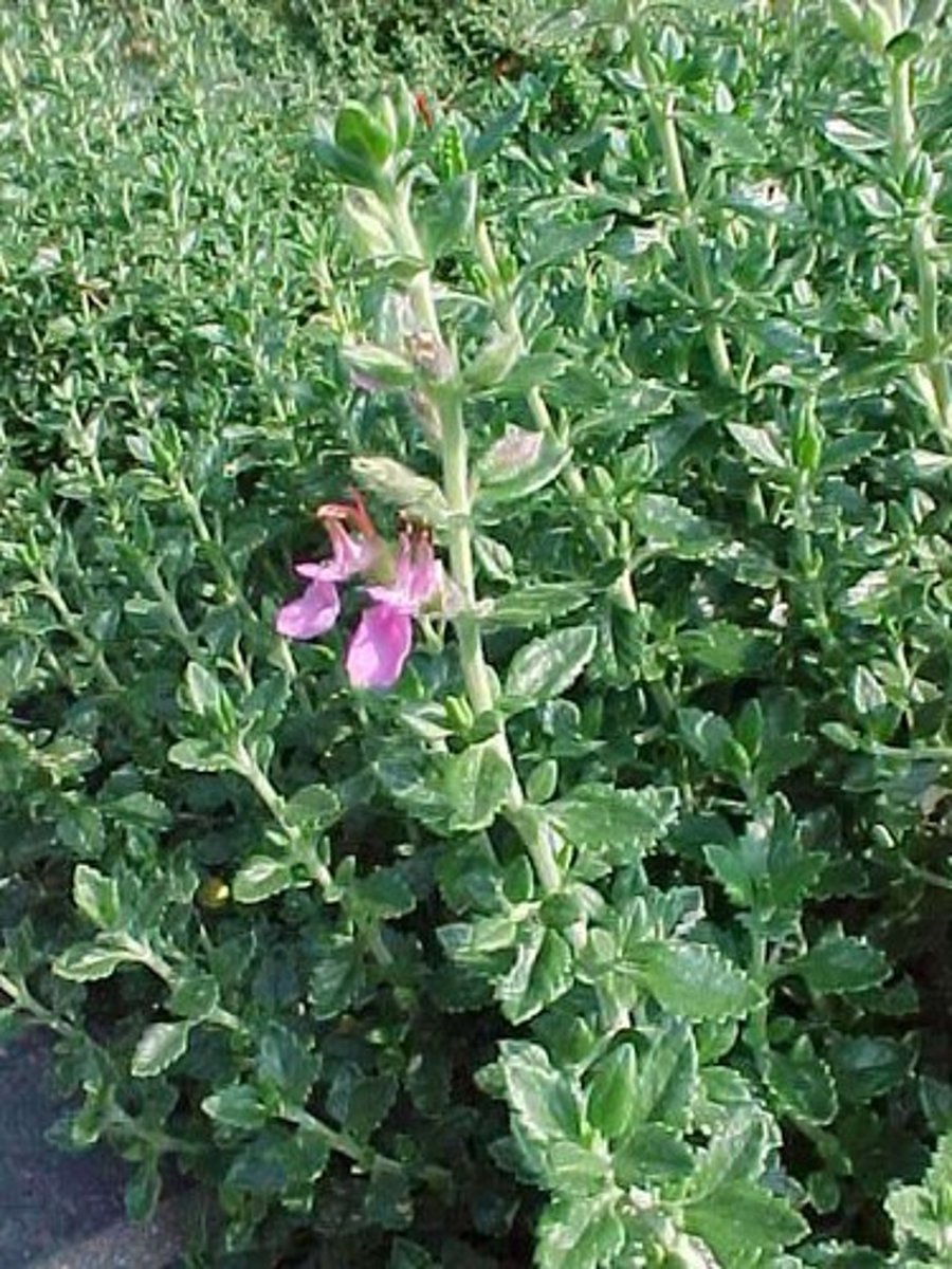 <p>wall germander</p>